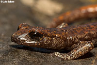 Shasta Salamander