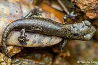 Shasta Salamander