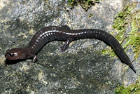 Del Norte Salamander