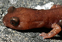 Siskiyou Mountains Salamander