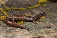 Siskiyou Mountains Salamander