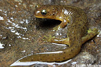 Southern Torrent Salamander