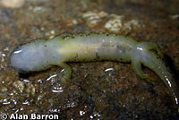 Southern Torrent Salamander larva