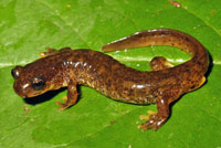 torrent salamander