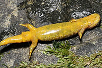 Southern Torrent Salamander