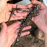 Santa Cruz Long-toed Salamander