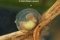 Rough-skinned Newt egg