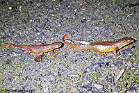 Rough-skinned Newts