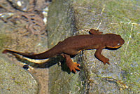 Rough-skinned Newt