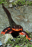 Red-bellied Newt