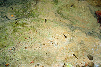 Red-bellied Newt larvae