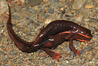 Red-bellied Newts