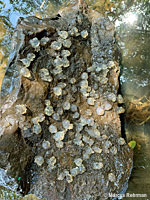 Sierra Newt eggs