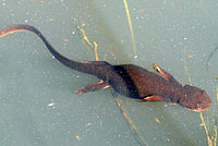 California Newt