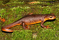 California Newt