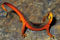 A Sierra Newt in a defensive pose. 