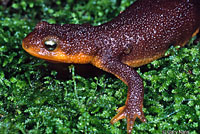 California Newt