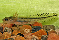 California Newt Larva