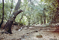 Black-bellied Slender Salamander Habitat