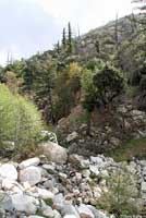 Black-bellied Slender Salamander Habitat