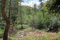 Black-bellied Slender Salamander Habitat