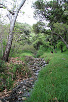 Black-bellied Slender Salamander Habitat