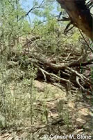 Sonoran Gopher Snake Habitat