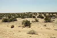Colorado Desert Shovel-nosed Snake Habitat