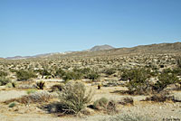 Colorado Desert Sidewinder Habitat