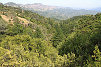 St. Helena Mountain Kingsnake habitat