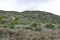Baja California Coachwhip Habitat