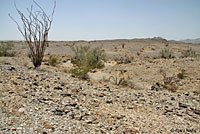 Desert Threadsnake Habitat