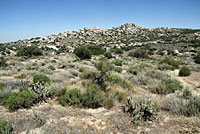 Desert Patch-nosed Snake Habitat