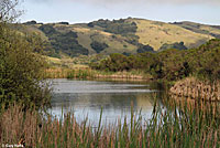 Santa Cruz Gartersnake Habitat
