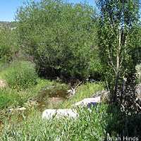 Mountain Gartersnake Habitat