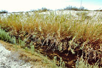 Marcy's Checkered Gartersnake Habitat