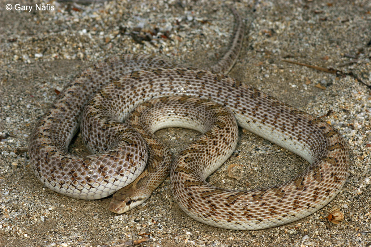 Desert Glossy Snake - Arizona elegans eburnata