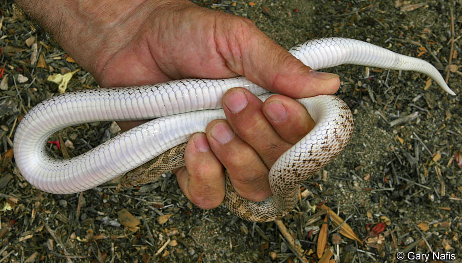 Desert Glossy Snake - Arizona elegans eburnata