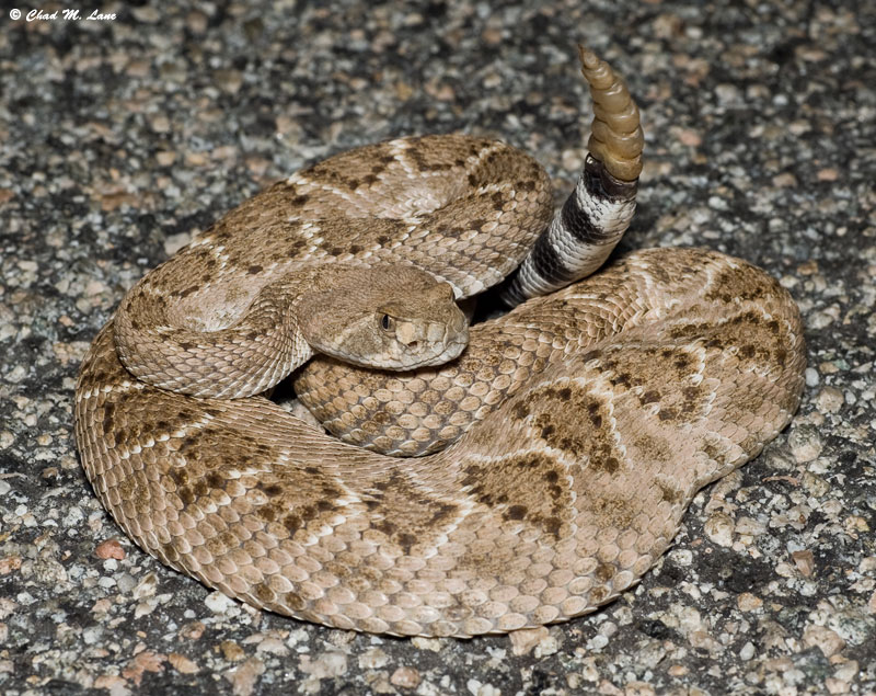 Western Diamond-backed Rattlesnake - Crotalus atrox