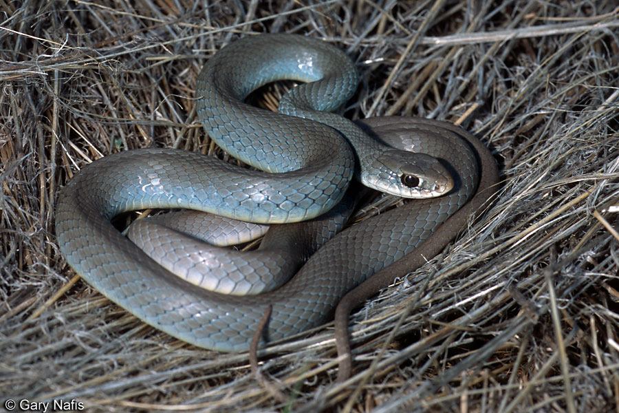 Patternless California Snakes
