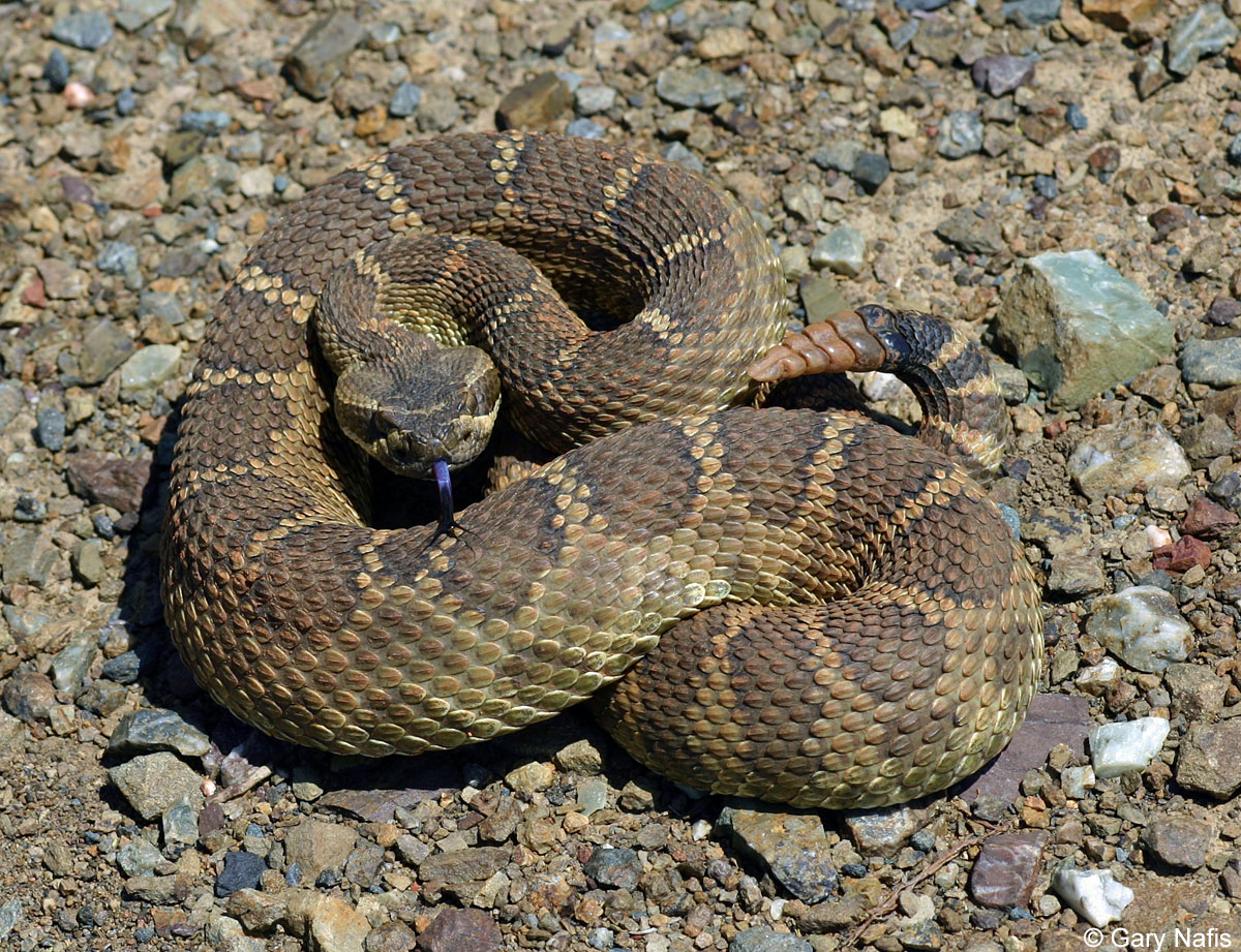 Гремучая змея относится к отряду. Каскавелла змея. Crotalus oreganus. Техасский гремучник. Техасский гремучник змея.