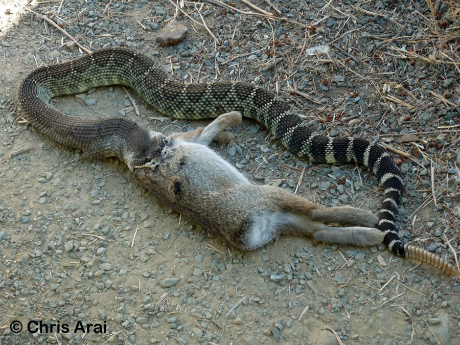 Сон змея ест. Кошачьи змеи. Иранская Кошачья змея. Кот и змея.