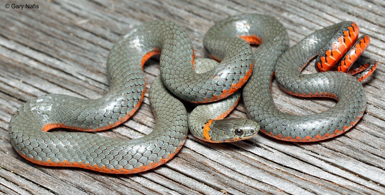 Ring-necked snake - Wikipedia