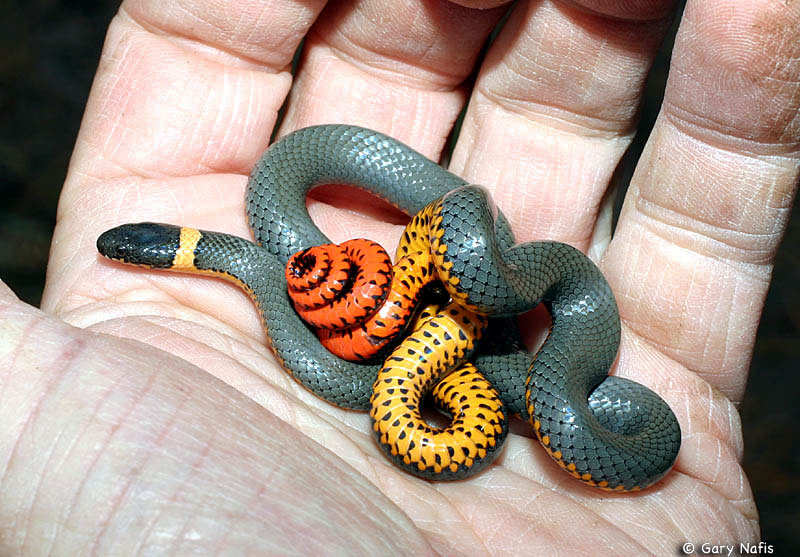Regal Ring-necked Snake Diadophis punctatus regalis
