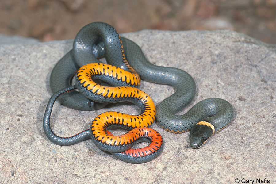 Regal Ring-necked Snake Diadophis punctatus regalis