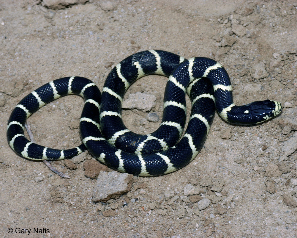 black and white baby king snake
