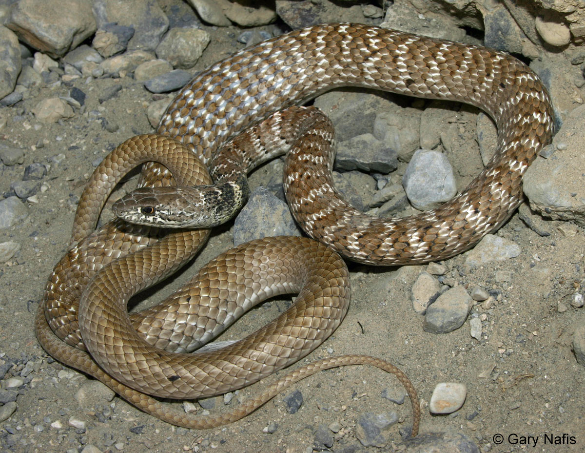 Patterned California Snakes