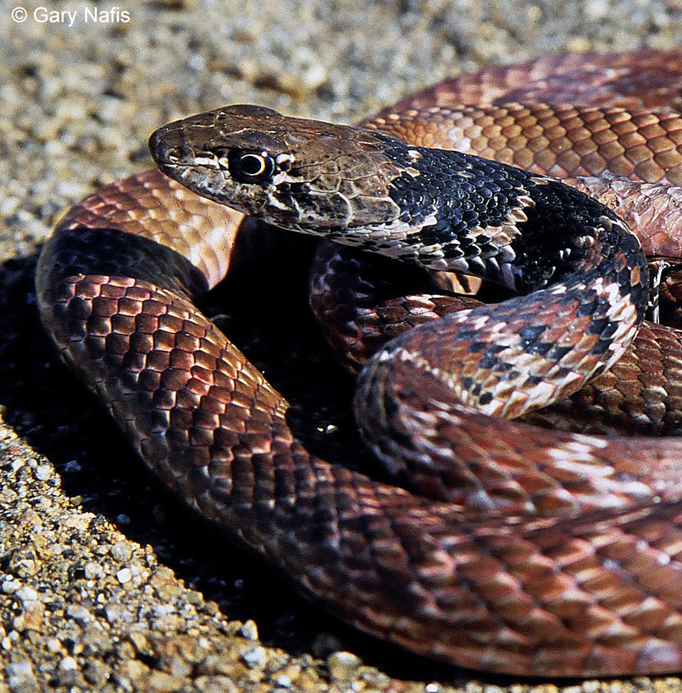 Patterned California Snakes