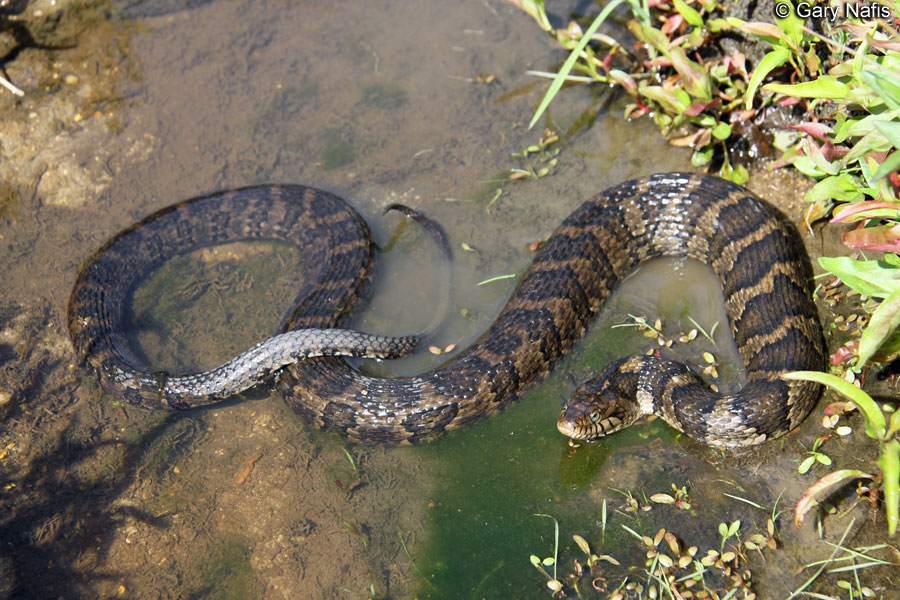Northern Water Snake. Распространенные змеи в Калифорнии. Watersnake животное.