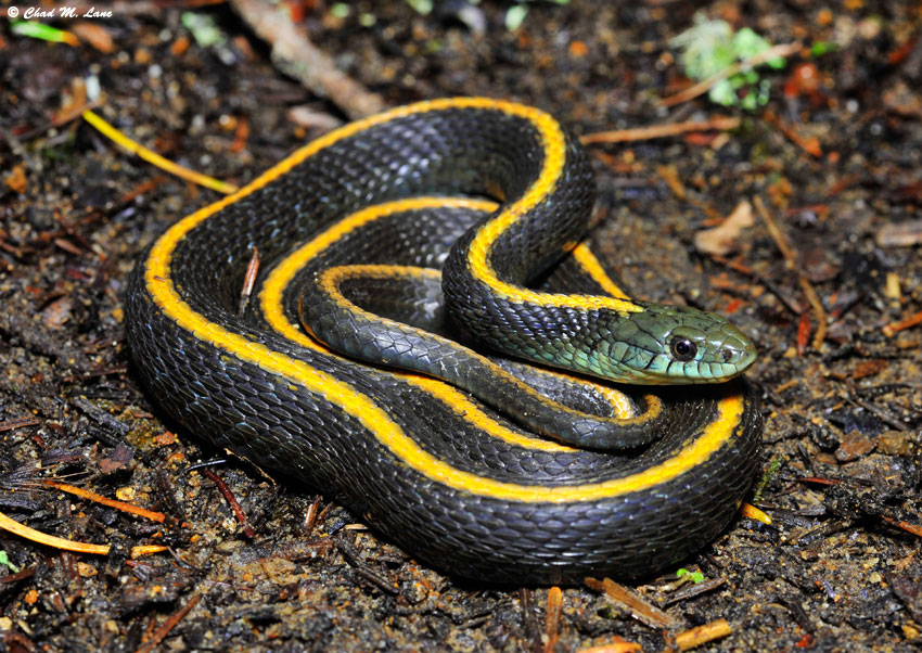 Змеи с полосками на спине. Thamnophis atratus. Калифорнийская подвязочная змея. Западная подвязочная змея. Западная подвязочная змея (Thamnophis elegans)..